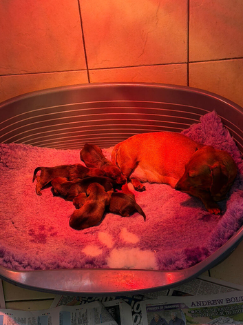 Beautiful miniature dachshund puppies