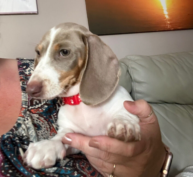 Miniature Piebald Dachshund puppy Girl