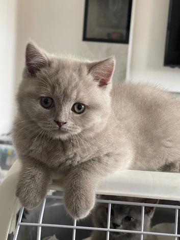 GORGEOUS LILAC BOY