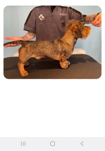 Miniature Wirehaired Dachshund for STUD