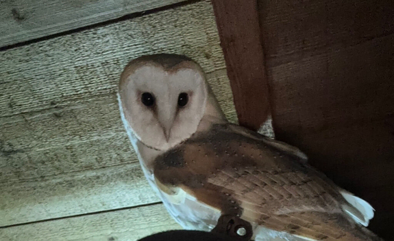 Looking for a male barn owl