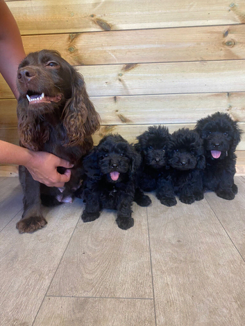 4 cockapoo boys