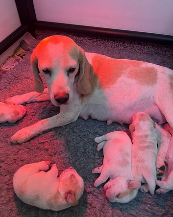 2x Female Beagle Puppies available