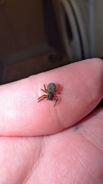 Gandanameno Velvet Spider Babies CB
