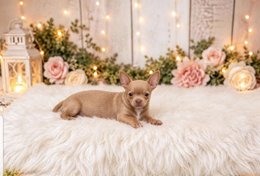 Stunning lilac chihuahua puppy girl.