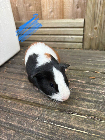 Guinea pigs ready now boys