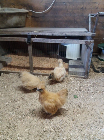 Rare miniature citron Silkie cockerel available