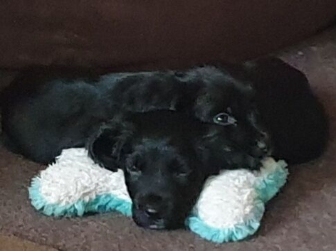 10 week old black Sprocker boy