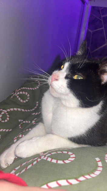 missing tuxedo cat