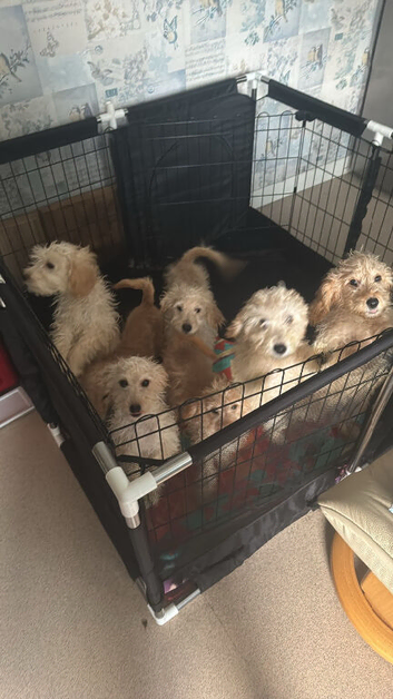 Health clear vax and chipped puppies ready now