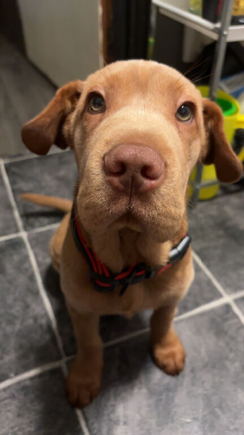 Puppy for sale