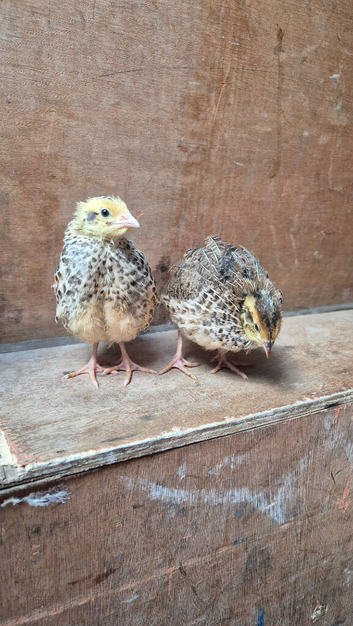 Coturnix Quails 4 weeks old