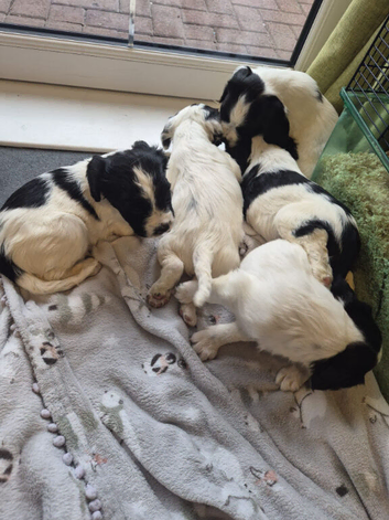 English springer spaniel pups litter of 7