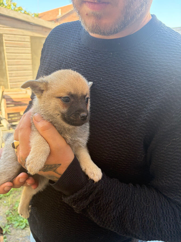 Gorgeous Pomeranian X chiuhuaha