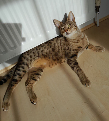100% Pedigree Savannah F3 TICA Registered Female.