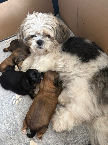 Imperial shihtzu puppies