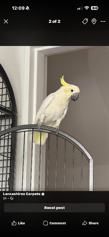 5 year old male