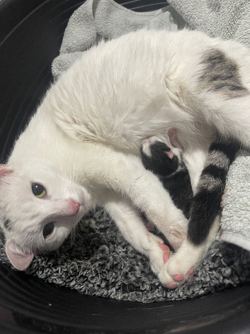 Beautiful kittens for reserve