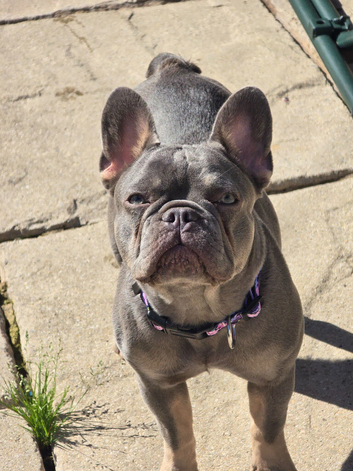 girl Frenchy for sale