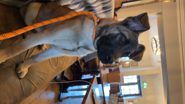 Pooch
