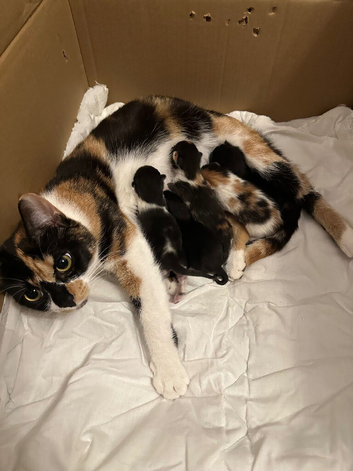 Kittens