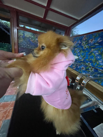 Puppies 4 female 2 males