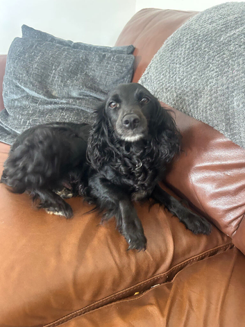 Cocker spaniel puppies