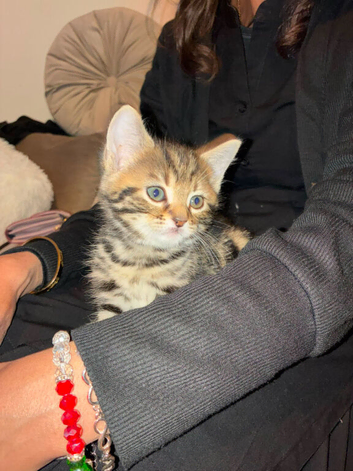Norweign Tabby kittens