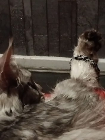 Female mainecoon looking for a home