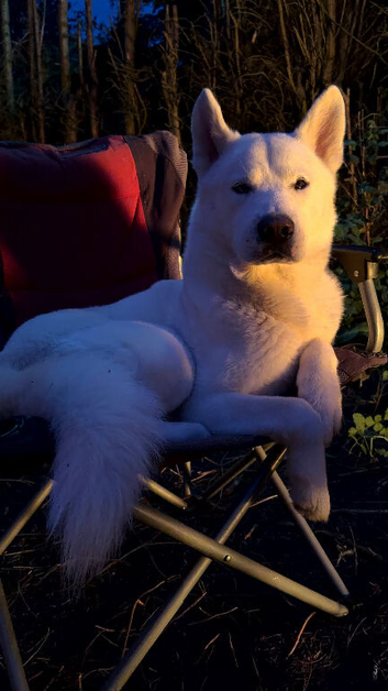Bear, pure white bi-eyed husky for studd.