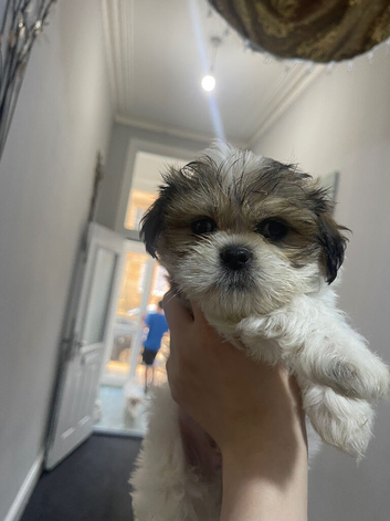 A wee boy