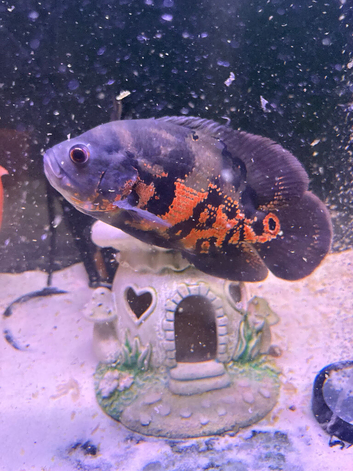 Oscar