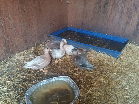 Showing Call ducks for sale.