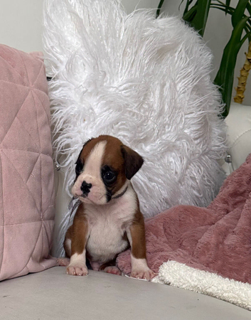 Gorgeous puppies for sale In Gainsborough