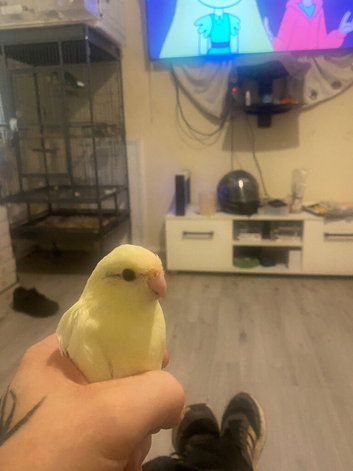 Hand tame Kakariki&rsquo;s