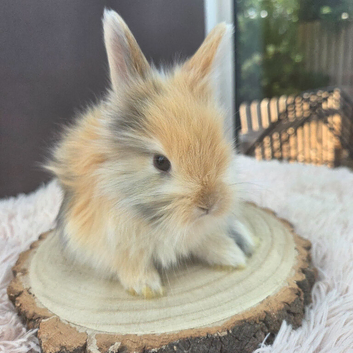 English Angora Babies for Sale