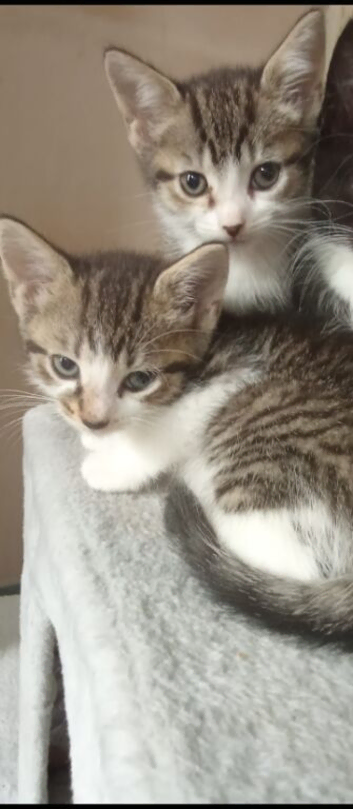 Beautiful kittens looking for their forever homes