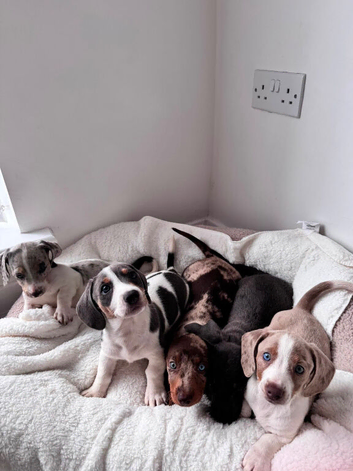 Miniature dachshund