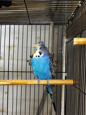 Male helicopter budgie
