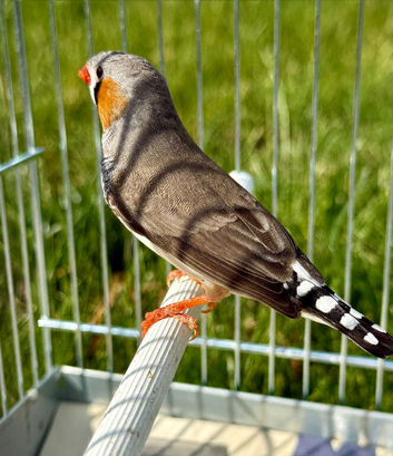 Male zebra finch for sale