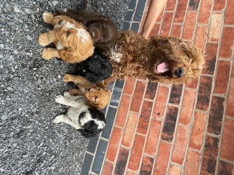 Beautiful cockapoo puppies