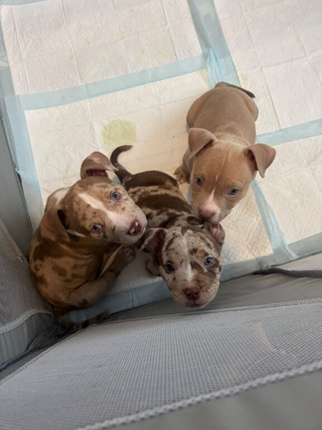 Pocket Bully puppies available