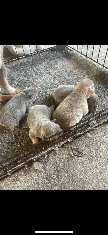 4 beautiful French bull dog puppies