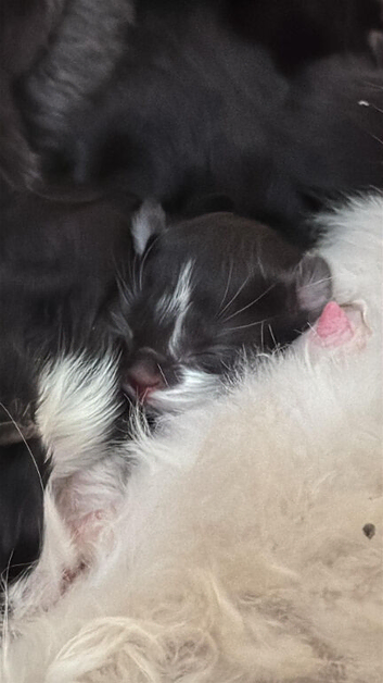 5 Half Ragdoll/unsure of father kittens