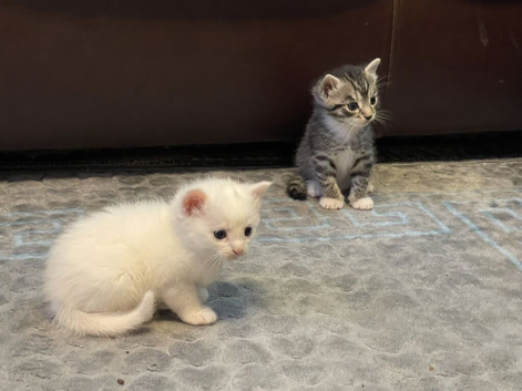 Mixed White and Bengal Kittens