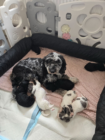 Cockerpoo puppies ready end of august