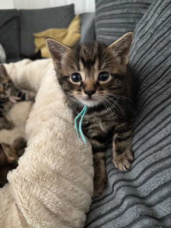 2 beautiful kittens left, Ready in 3 weeks