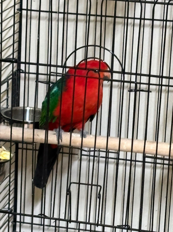 Baby King parrots Glasgow