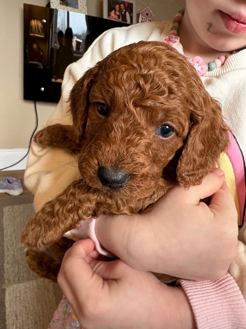 Cockapoo