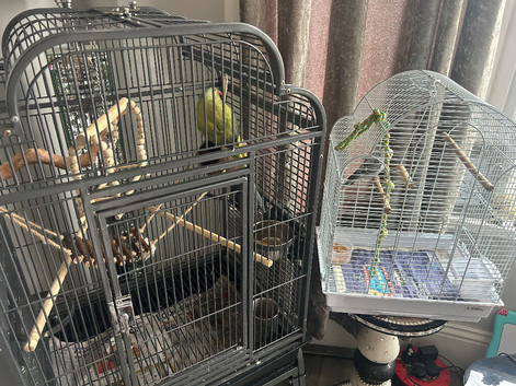 Parakeet
